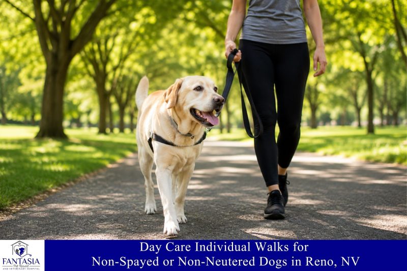 Day Care Individual Walks for Non-Spayed or Non-Neutered Dogs in Reno, NV