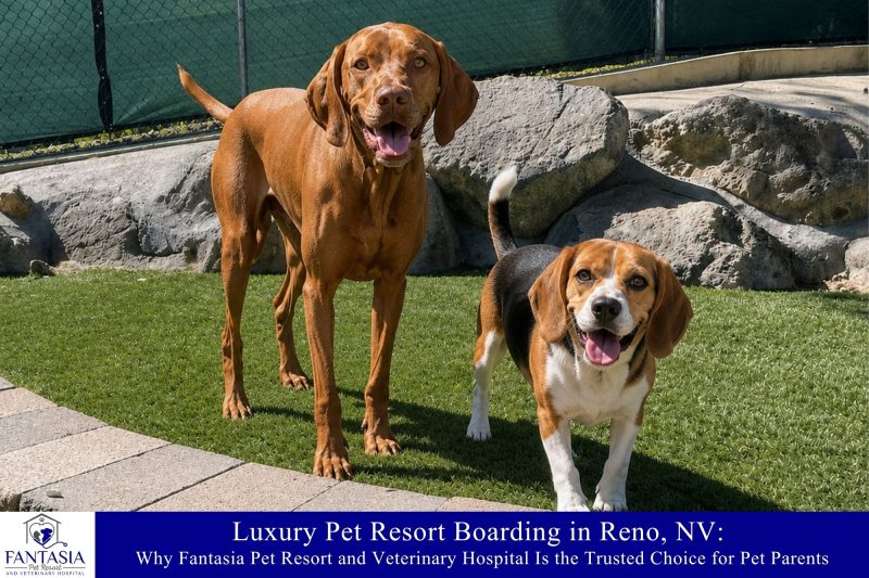Luxury Pet Resort Boarding in Reno, NV: Why Fantasia Pet Resort and Veterinary Hospital Is the Trusted Choice for Pet Parents
