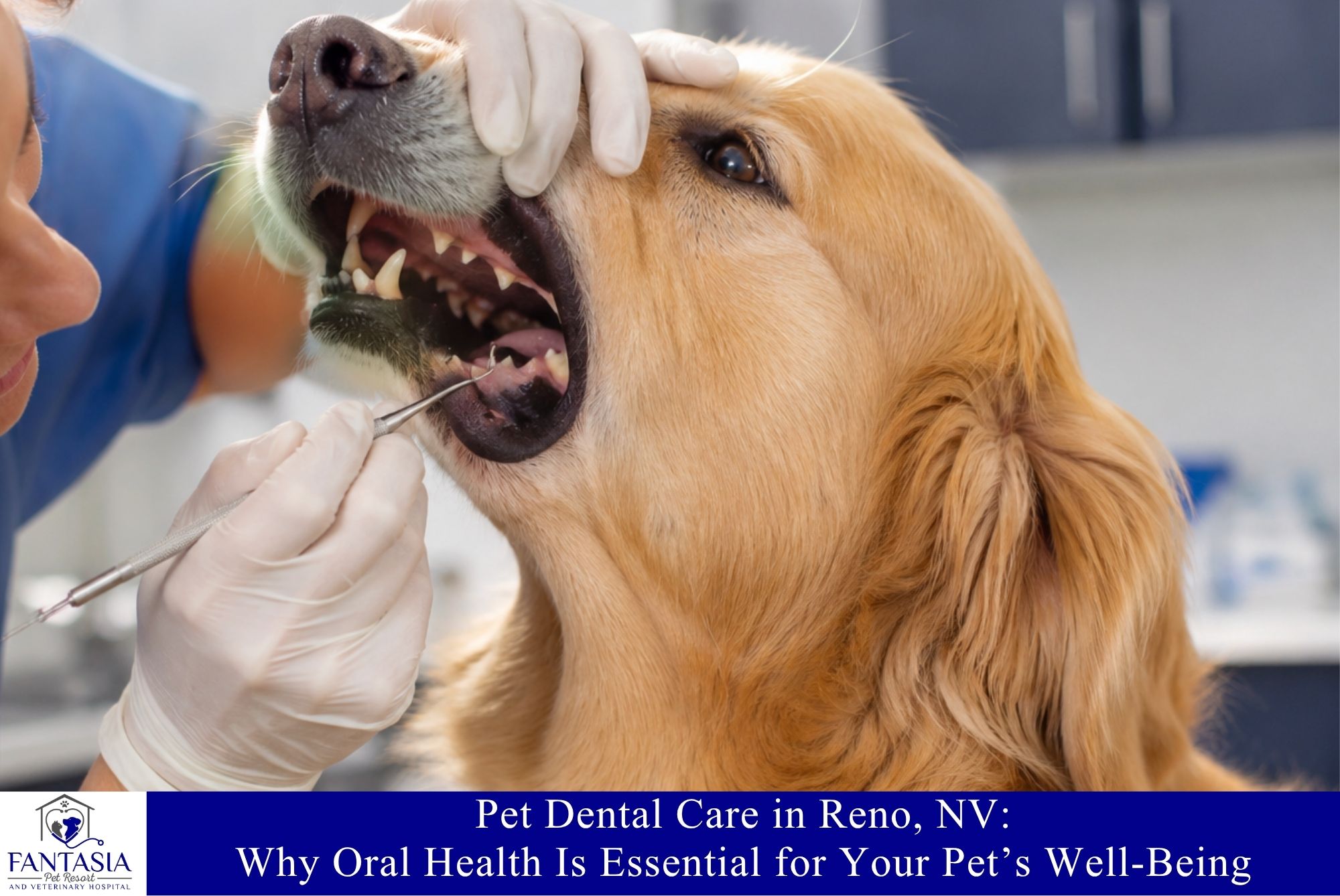 Pet Dental Care in Reno, NV: Why Oral Health Is Essential for Your Pet’s Well-Being