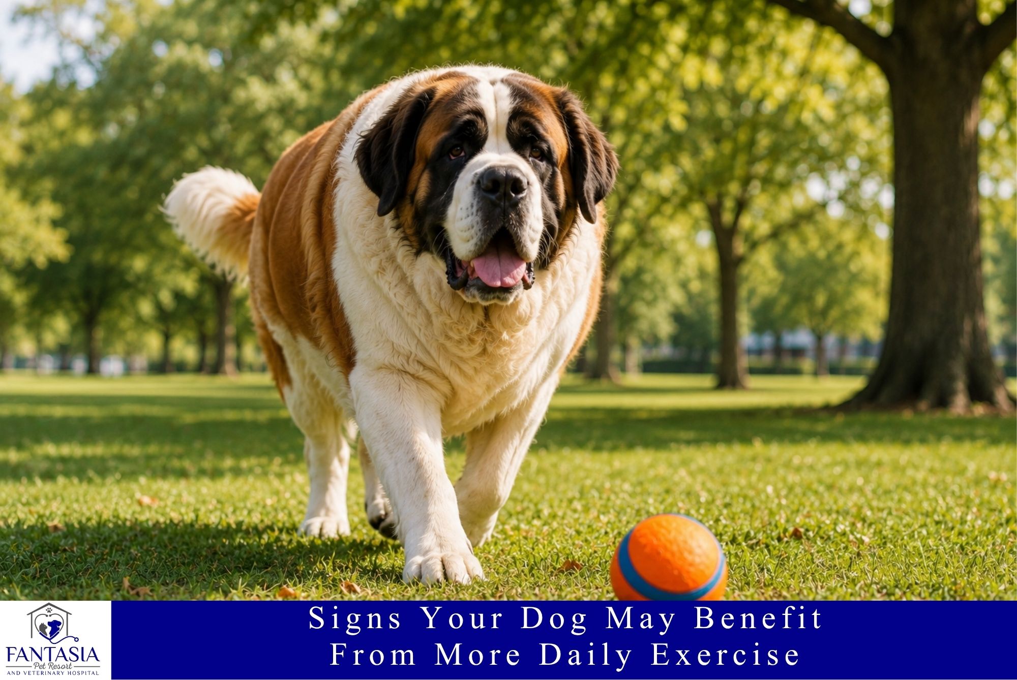Signs Your Dog May Benefit From More Daily Exercise