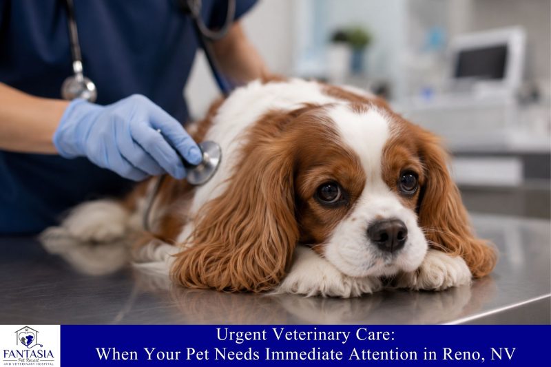Urgent Veterinary Care When Your Pet Needs Immediate Attention in Reno, NV
