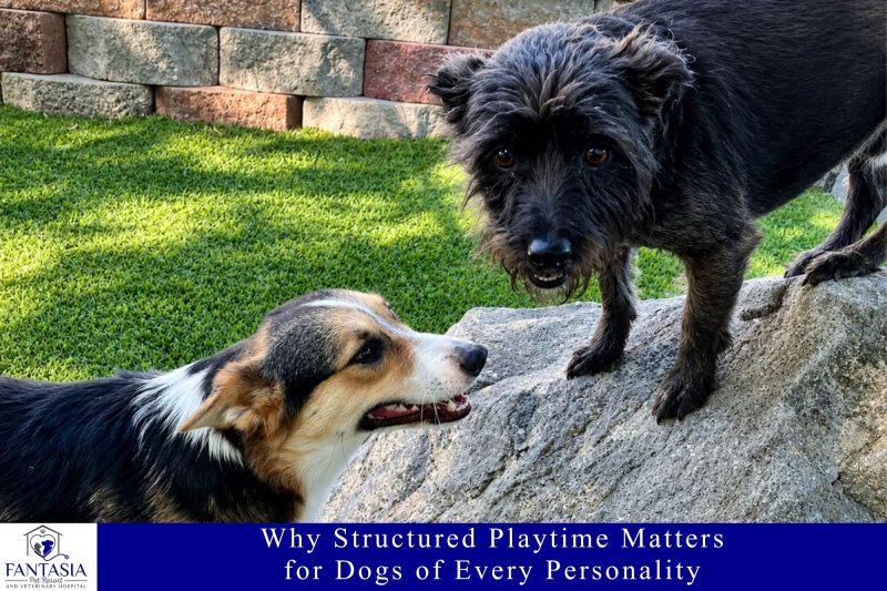 Why Structured Playtime Matters for Dogs of Every Personality