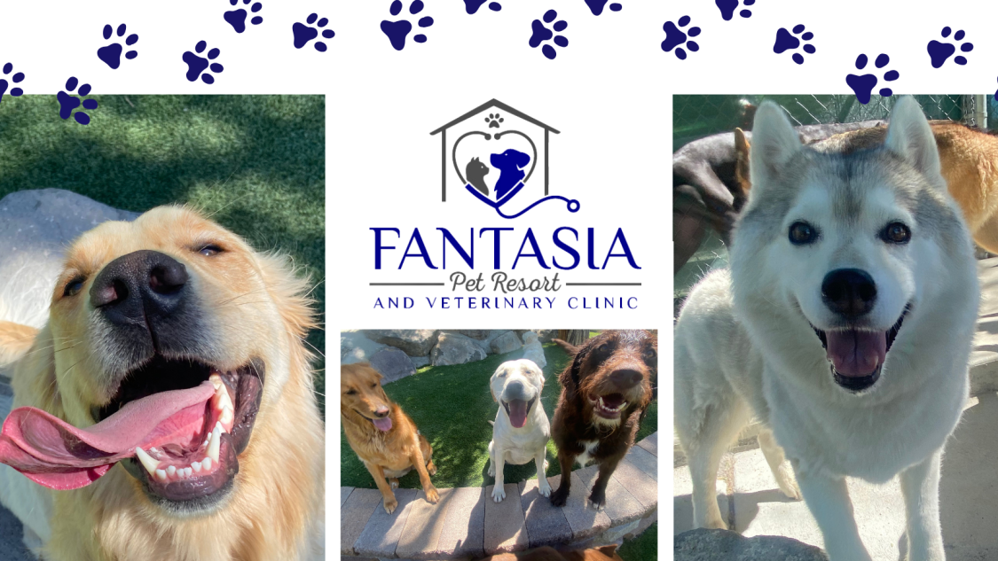 Fantasia Pet Resort Veterinary Services in Reno NV